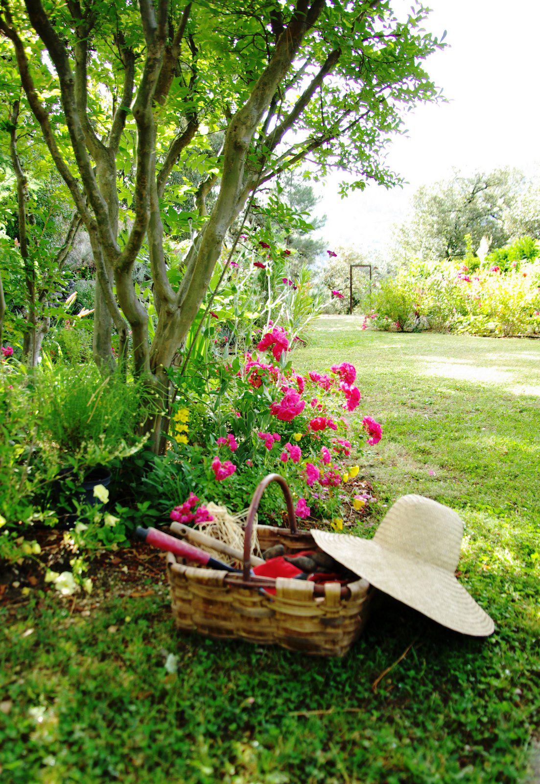 Un Rosier Sous Un Arbre Pourquoi Pas Decorosiers